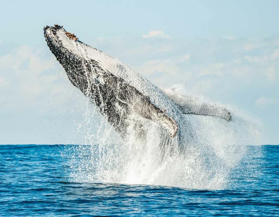 Byron Bay: Whale Watching Cruise with a Marine Biologist - Key points to know before booking