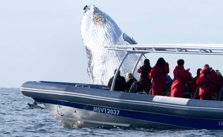 Byron Bay: Whale Watching Cruise with a Marine Biologist - Practical advice for a smoother trip