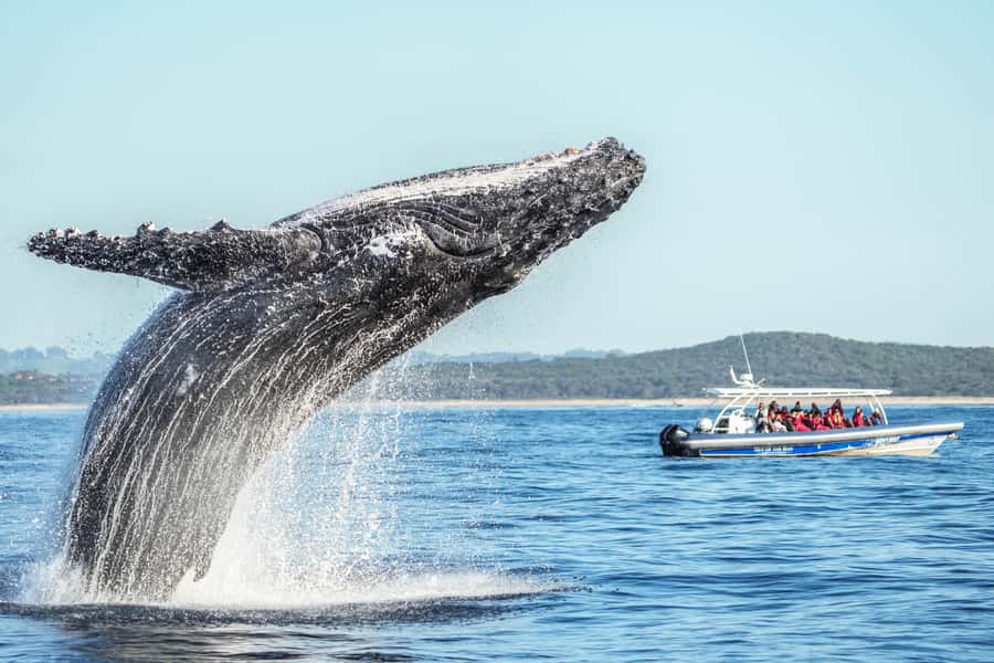 Byron Bay: Whale Watching Cruise with a Marine Biologist - From Lance Ferris Wharf to the open sea