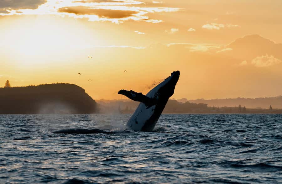 Byron Bay: Whale Watching Cruise with a Marine Biologist - The hydrophone makes this more than a visual outing