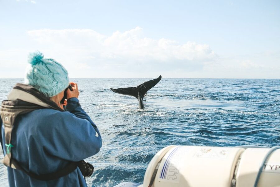 Byron Bay: Whale Watching Cruise with a Marine Biologist - Why the small boat helps with whale watching