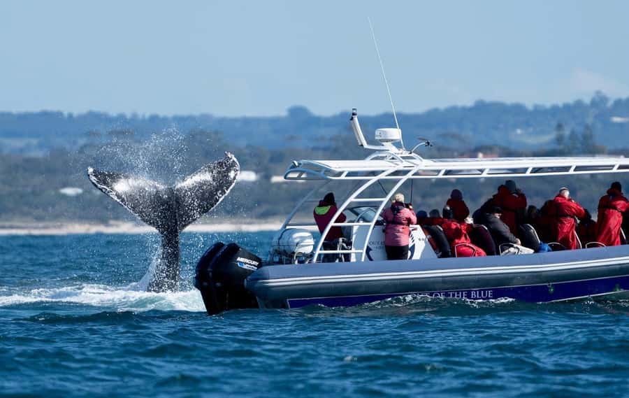 Byron Bay: Whale Watching Cruise with a Marine Biologist - The whale guarantee and what it really means