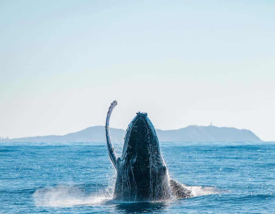 Byron Bay: Whale Watching Cruise with a Marine Biologist - Who should book this cruise?