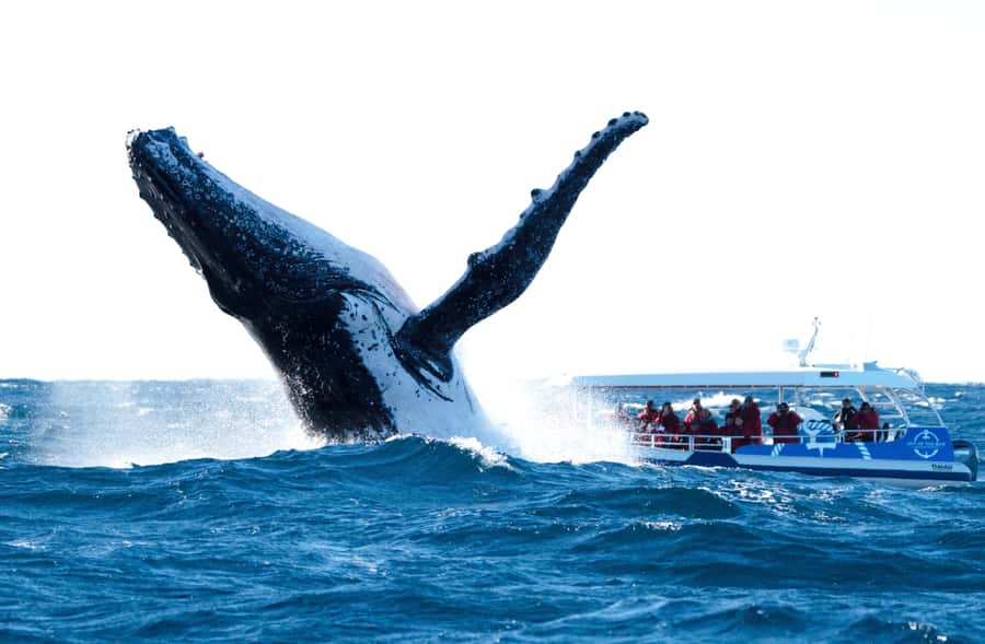 Byron Bay: Whale Watching Cruise with a Marine Biologist - Is $91 good value?