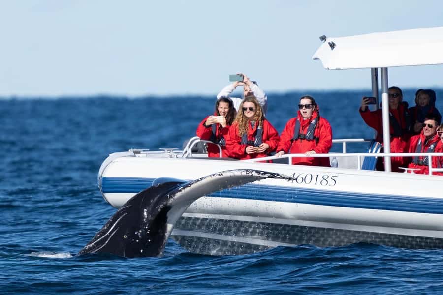 Byron Bay: Whale Watching Cruise with a Marine Biologist - Cape Byron Marine Park and the whale route