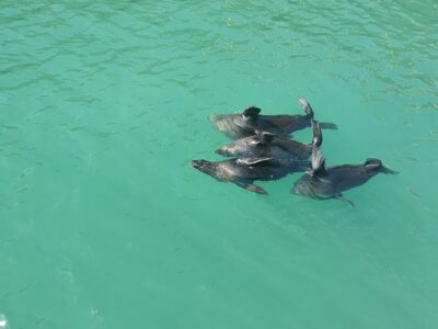 30 Minute Harbour Boat Cruise with Seal Watching