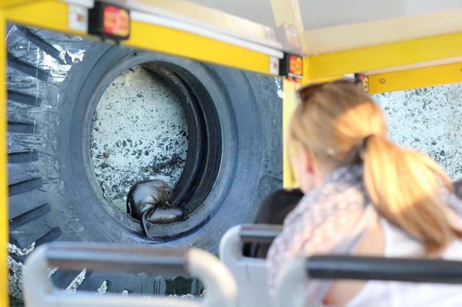 Cape Town: 30 Minute Seal-Watching Harbour Cruise - Why the $6 price matters