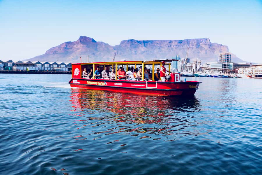 Cape Town: 30 Minute Seal-Watching Harbour Cruise - When this cruise may not be enough