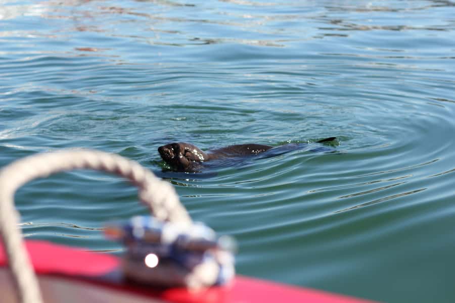 Cape Town: 30 Minute Seal-Watching Harbour Cruise - A 30-minute route through a working harbour