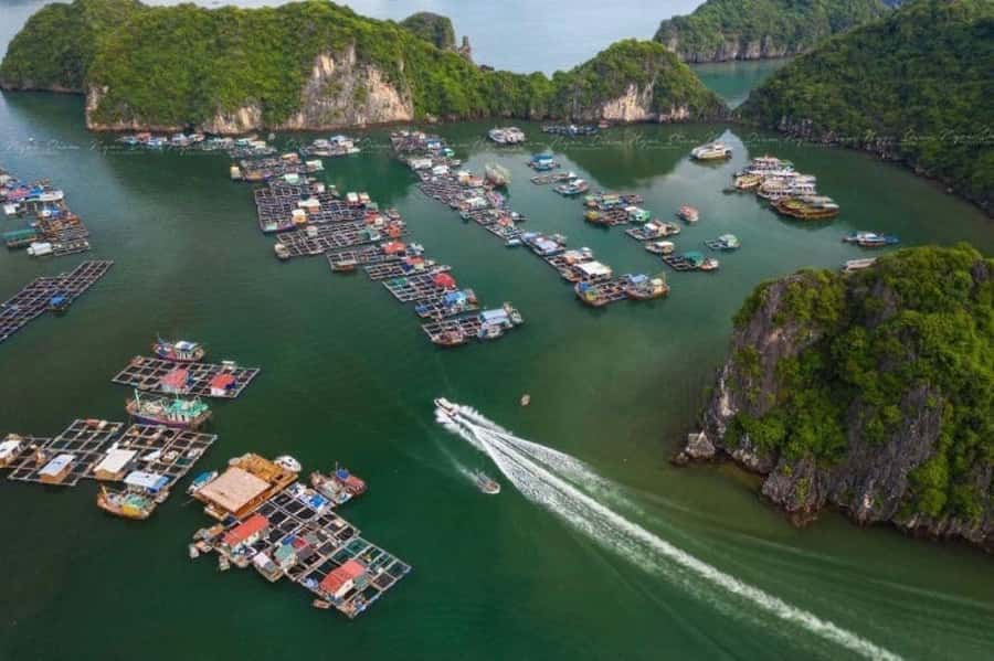 Cat Ba : Lan Ha Bay Bioluminescent Plankton Kayak Boat Tour - Who Will Enjoy This Evening Most