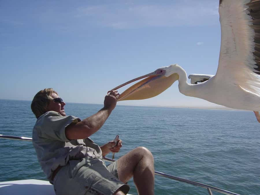 Catamaran Dolphin Cruise and Sandwich Harbour Tour - One day, two sides of Namibia’s coast