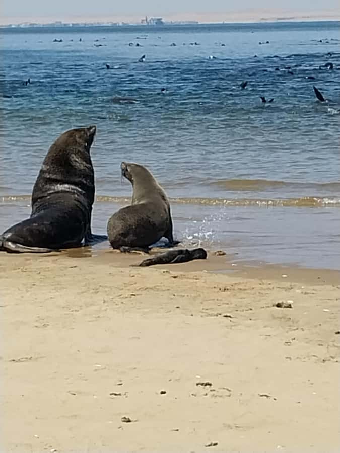 Catamaran Dolphin Cruise and Sandwich Harbour Tour - The 4x4 drive through the Nara Valley