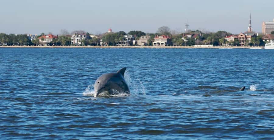 Charleston: Daytime or Sunset Historic Harbor Cruise - Why this harbor cruise is worth your time