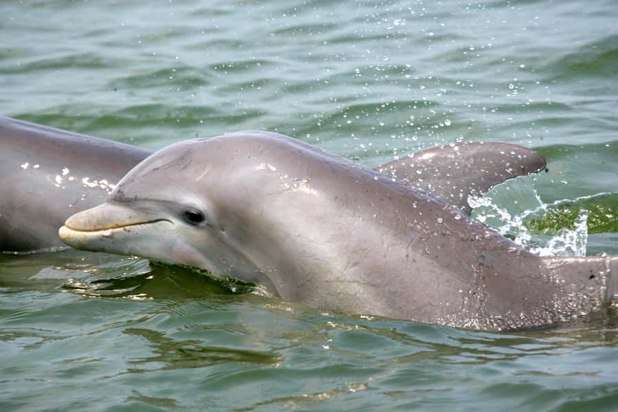 Charleston: Schooner Sailing Harbor Tour & Dolphin Watch - Key points to know before booking