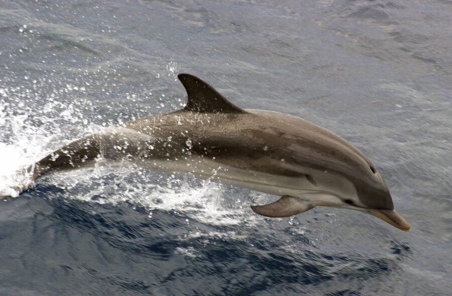Charleston: Sightseeing Harbor Tour & Dolphin Watch - Key points to know before booking