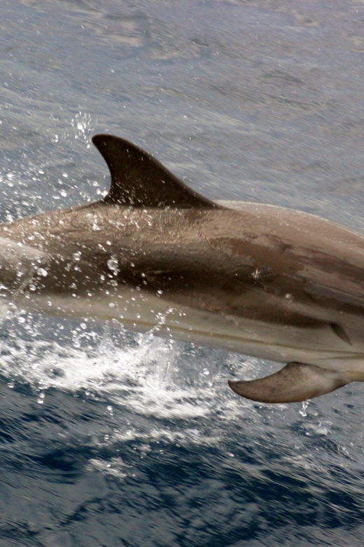 Charleston: Sightseeing Harbor Tour & Dolphin Watch - Leaving Charleston Harbor and finding your bearings