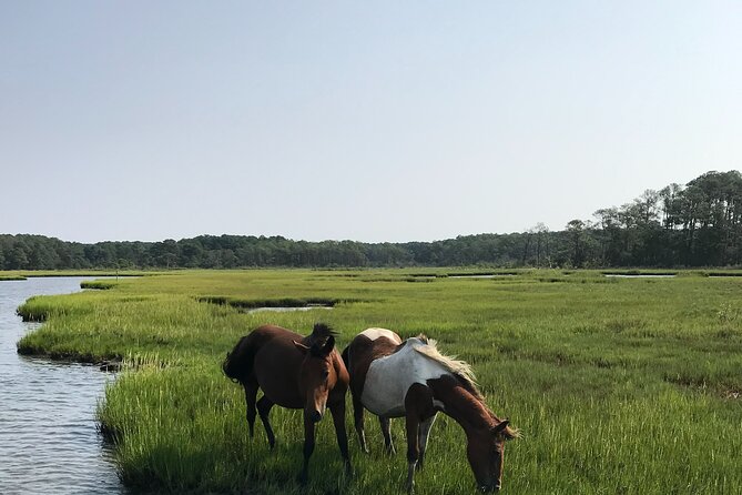 Chincoteague's Up The Bay Pony and Wildlife Tour by Boat - Captain Mike makes the tour personal