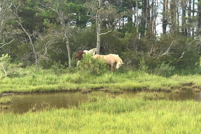 Chincoteague's Up The Bay Pony and Wildlife Tour by Boat - Timing matters more than most people expect