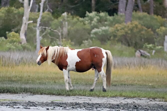 Chincoteague's Up The Bay Pony and Wildlife Tour by Boat - Comfort, access, and what to bring