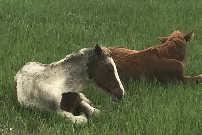 Chincoteague's Up The Bay Pony and Wildlife Tour by Boat - Who will enjoy this boat tour most