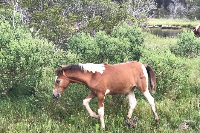 Chincoteague's Up The Bay Pony and Wildlife Tour by Boat - Booking details and cancellation rules
