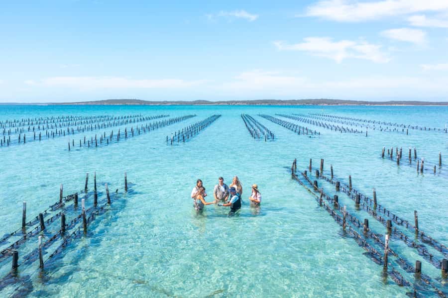 Coffin Bay: Oyster Farm Boat Tour with Wading & 12 Oysters - Key points at a glance