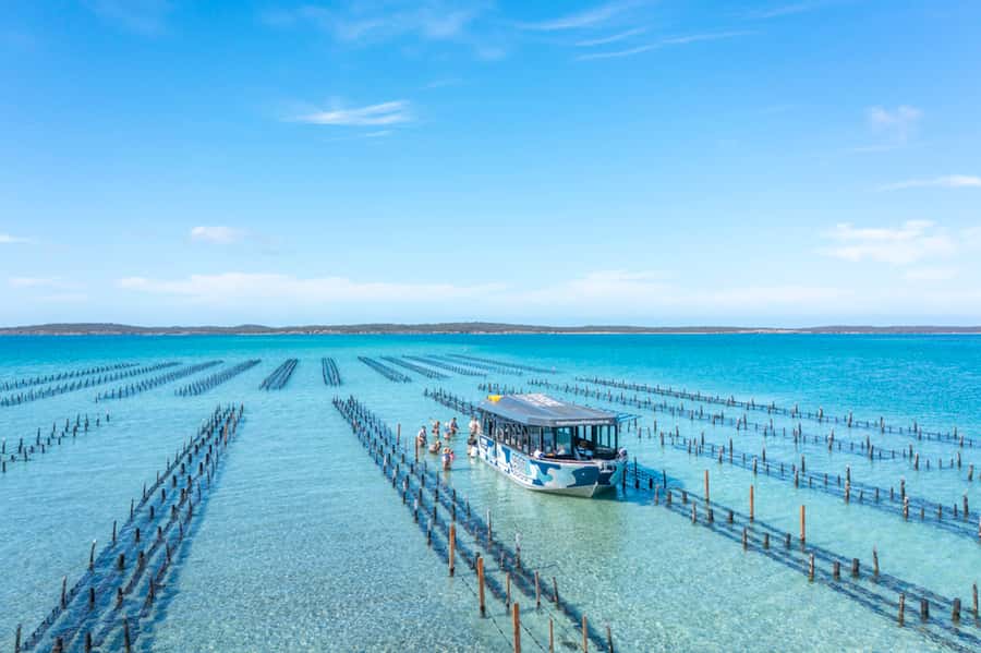 Coffin Bay: Oyster Farm Boat Tour with Wading & 12 Oysters - Coffin Bay oysters, straight from the lease