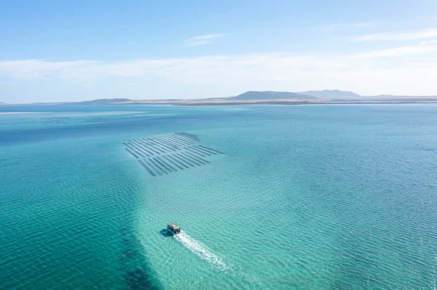 Coffin Bay: Oyster Farm Boat Tour with Wading & 12 Oysters - Is $130 good value?