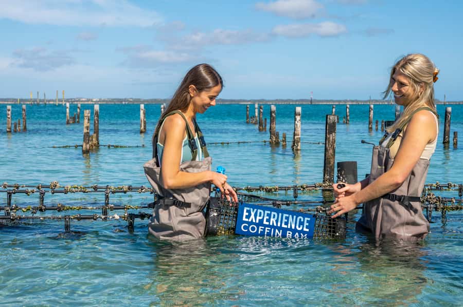 Coffin Bay: Oyster Farm Boat Tour with Wading & 12 Oysters - Who should book this experience?