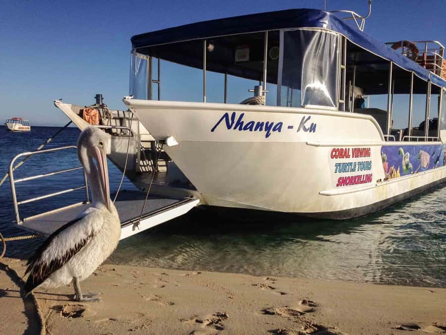 Coral Bay Glass-Bottom Boat Tour - The one-hour route over the coral gardens