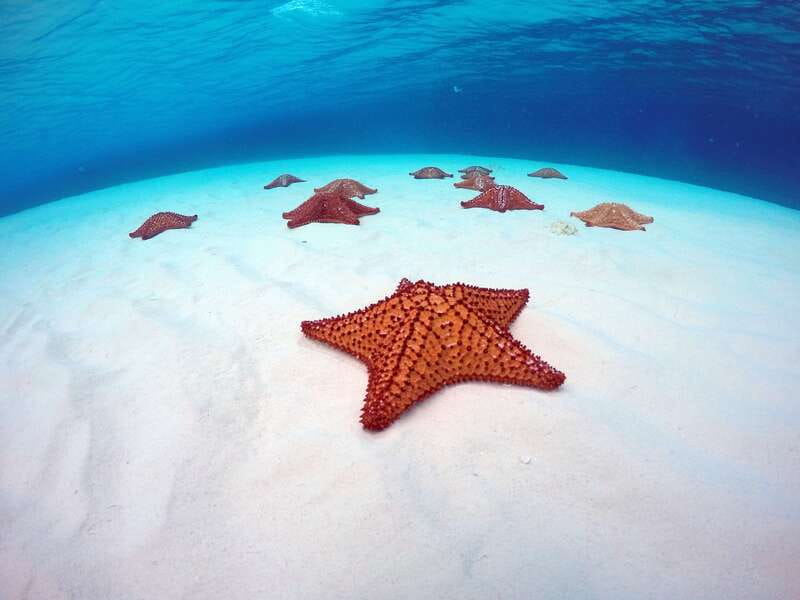 Cozumel: Catamaran, El Cielo Bay & Palancar Reef with Lunch - Key points to know before booking