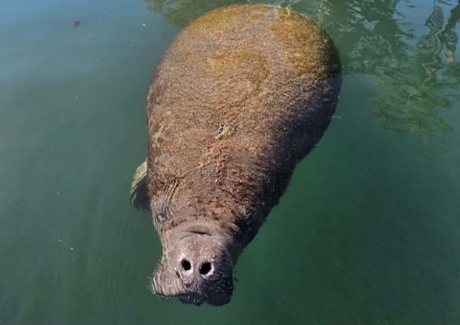 Crystal River: Kings Bay Manatee Watching Cruise - Key points to know before you book