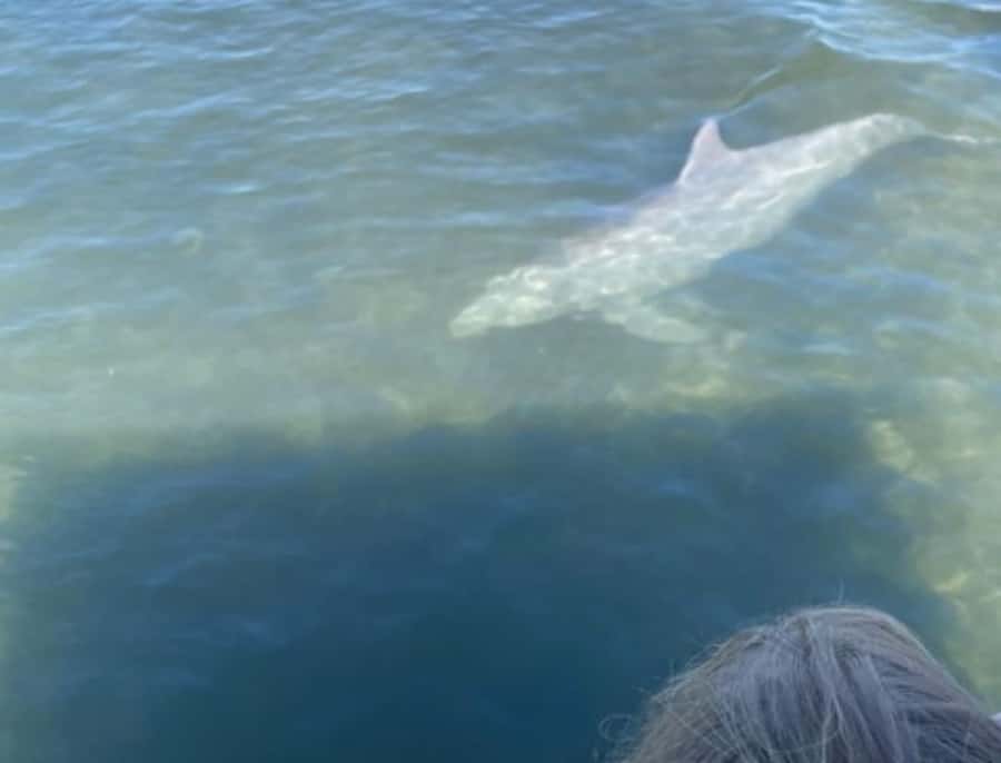 Crystal River: Kings Bay Manatee Watching Cruise - How much value you get for $41