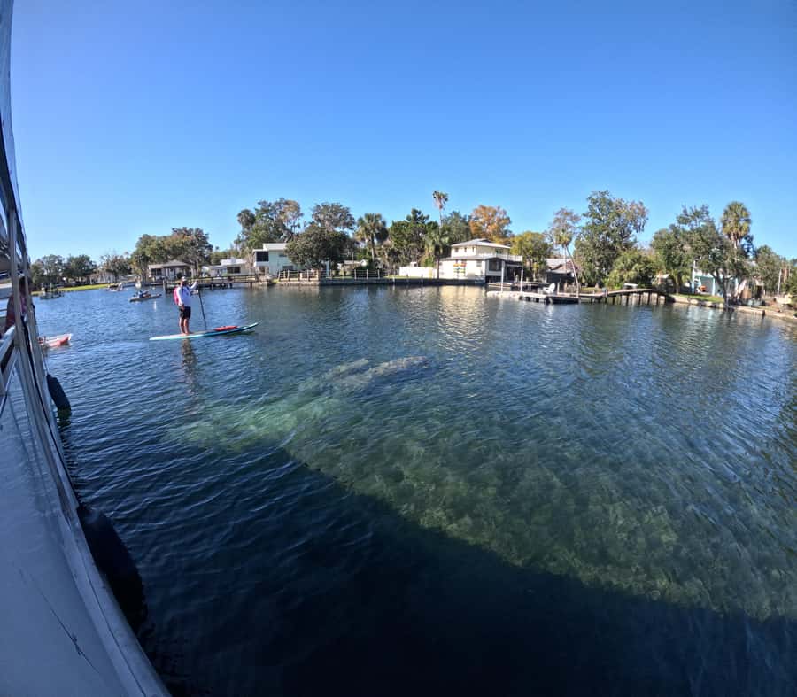 Crystal River: Kings Bay Manatee Watching Cruise - Starting at Paddletail Waterfront Lodge