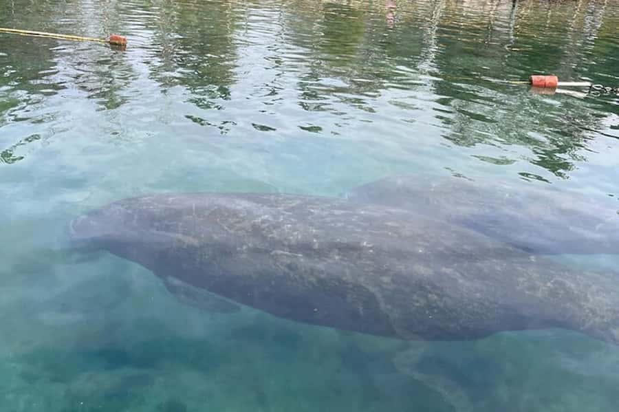 Crystal River: Sunset Cruise in Kings Bay - Key points to know before boarding