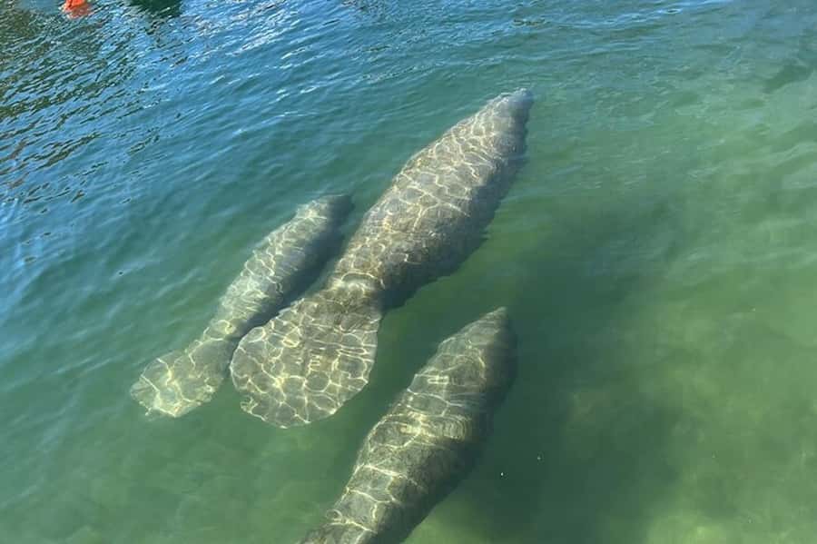 Crystal River: Sunset Cruise in Kings Bay - Meeting at Paddletail Waterfront Lodge
