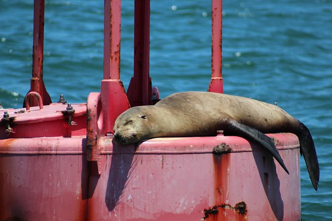 Daytime Sailing Along San Diego's Skyline - Bean bags, blankets, and the best seat on board