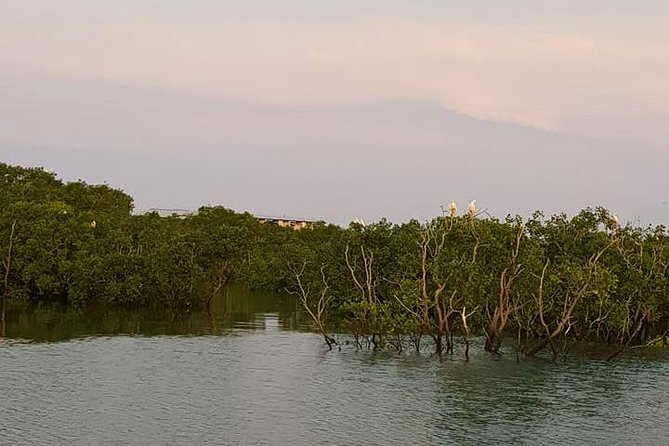 Discover Darwin Harbour 1 hour Darwin Harbour Cruise - Wildlife watching without false promises