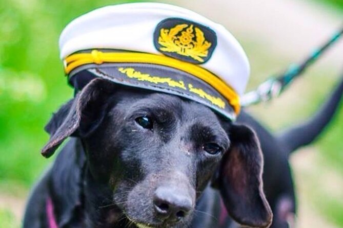 Dog Day of Summer Harbor Cruise in Boston - Key points to know before boarding