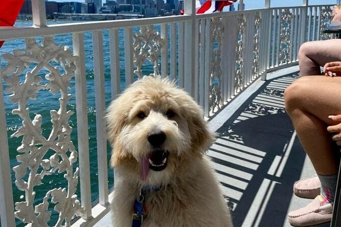 Dog Day of Summer Harbor Cruise in Boston - Commentary, views, and the right level of sightseeing