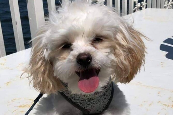 Dog Day of Summer Harbor Cruise in Boston - Timing, weather, and cancellation details