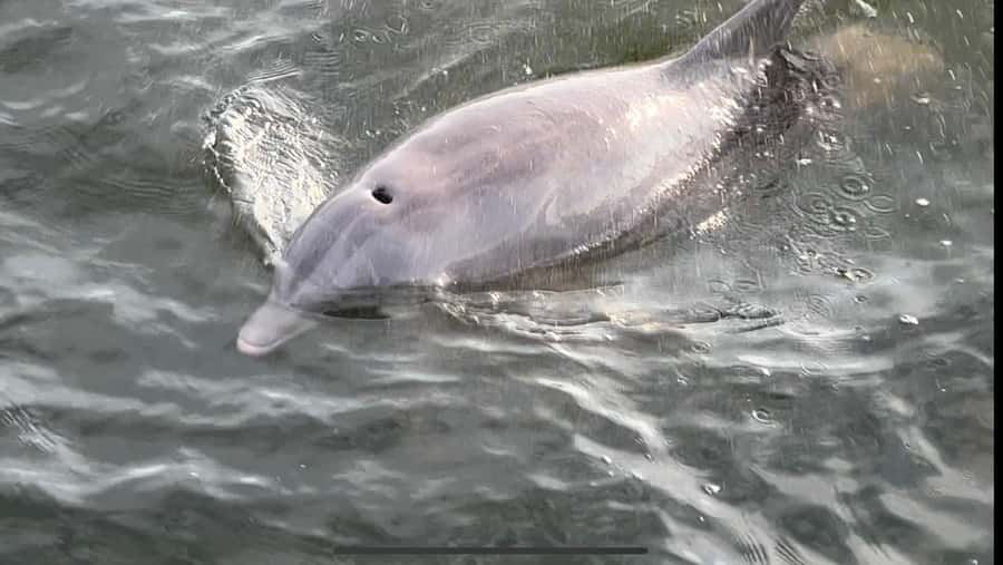 Dolphin & Scenic Bay Sightseeing Cruise Up to 49, Pensacola - Key points to know before booking
