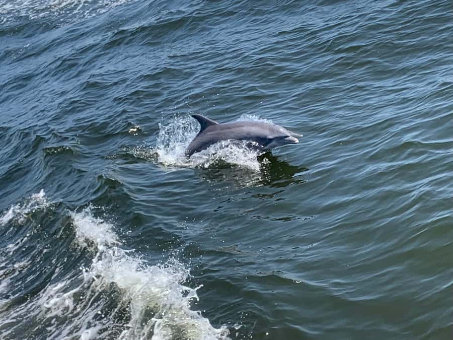 Dolphin & Scenic Bay Sightseeing Cruise Up to 49, Pensacola - Weather and what to bring
