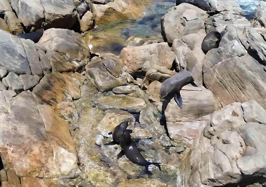 Dunsborough: Geographe Bay Eco & Snorkel Boat Tour - Wildlife Watching Without a Guarantee