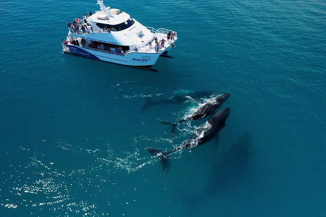 Freedom 3/4 Day Hervey Bay Premium Whale Watching Cruise - Afternoon tea and the return to Urangan
