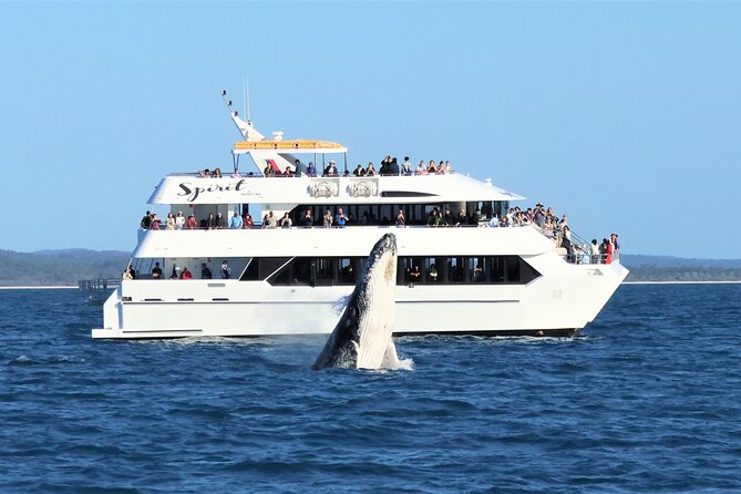 Freedom 3/4 Day Hervey Bay Premium Whale Watching Cruise - Is $125.43 good value?