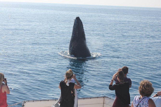 Freedom 3/4 Day Hervey Bay Premium Whale Watching Cruise - Who should book this cruise?