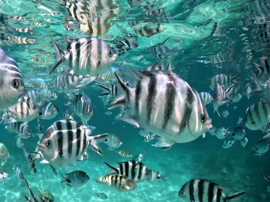 From Blue Bay: Ile aux Cerfs Speedboat Excursion with BBQ - A 100-minute BBQ break at Ile aux Cerfs