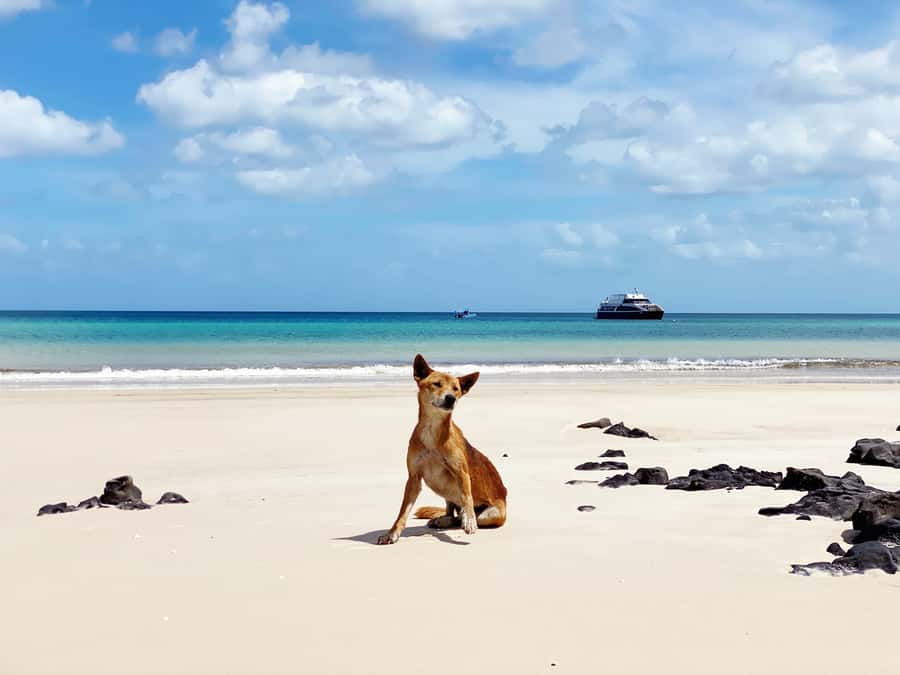 From Hervey Bay: Remote K'gari Tour by Boat with Lunch - Should you book the K’gari western shore tour?