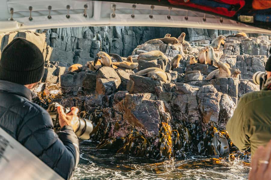 From Hobart/Adventure Bay: Bruny Island Wilderness Cruise - Passing the cliffs, Breathing Rock, and The Monument